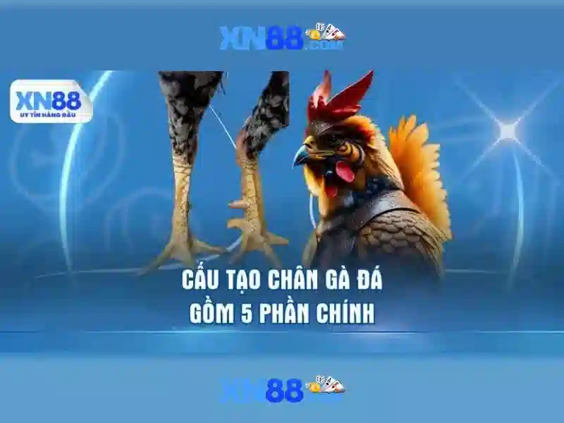 Nền tảng và chức năng