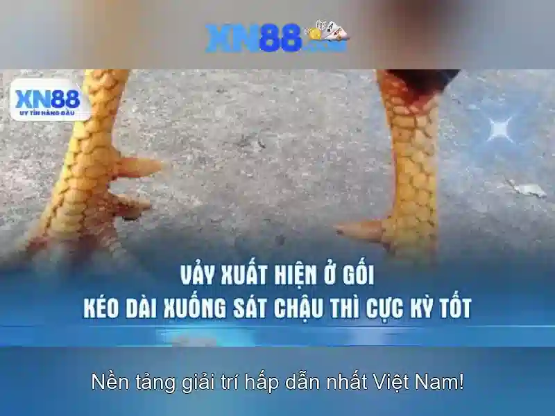 Xn88 là gì và nó hoạt động như thế nào