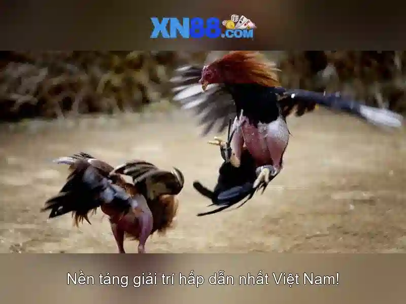 xn88 là gì và tại sao nổi bật