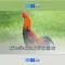 xn88 – Tổng quan và những điều bạn cần biết